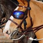 Sunglass-wearing police horse Luna retires