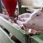 Spain's huge pork industry seeks salvation from swine fever threat
