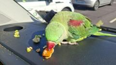 Parrot at Dublin Airport sparks search for its owner