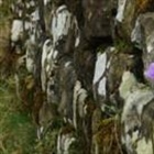 'Lazy' dog owners hide poo bags in Hadrian's Wall