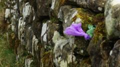 'Lazy' dog owners hide poo bags in Hadrian's Wall