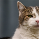 Minister considers banning over-the-counter flea treatments for pets