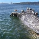 Why are gray whales dying in San Francisco's waters? US scientists search for clues