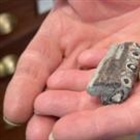 Tourist finds rare chunk of oldest sea crocodile