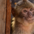 Monkeys 'learn to eat soil to cope with junk food'