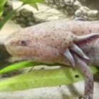 Girl, 10, finds rare Mexican axolotl under Welsh bridge