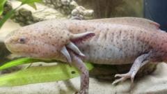 Girl, 10, finds rare Mexican axolotl under Welsh bridge