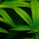 Trump administration reclassifies cannabis as less dangerous 