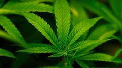 Trump administration reclassifies cannabis as less dangerous 