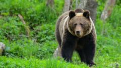 Woman killed by bear in Polish forest, son and local government say