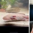 Watch: Girl describes finding rare Mexican axolotl in Wales