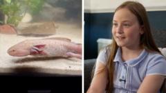Watch: Girl describes finding rare Mexican axolotl in Wales