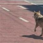 South Korea police arrest man for posting AI photo of runaway wolf