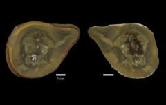 Earliest known octopus is not an octopus after all