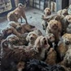 RSPCA says 250 dogs found crammed into one home
