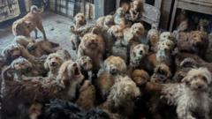 RSPCA says 250 dogs found crammed into one home