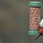 Want to help garden birds? Don't feed them in warmer months, says RSPB 