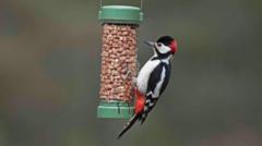 Want to help garden birds? Don't feed them in warmer months, says RSPB 