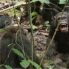 Chimpanzees in Uganda locked in vicious 'civil war', say researchers
