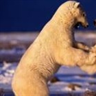 He lives on through his work - 16 incredible photos from late Planet Earth cameraman