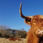 Highland cows moved over viral TikTok visitor surge