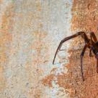 Are spider bites on the rise in England?