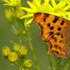 Butterfly numbers are dropping but here are five species you may see more of
