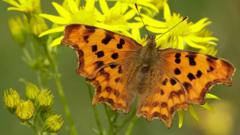 Butterfly numbers are dropping but here are five species you may see more of