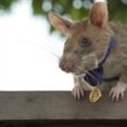 Cambodia unveils statue to honour famous landmine-sniffing rat